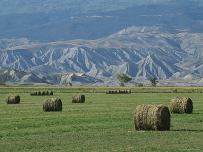 Buy Round Alfalfa Hay Bales Rest in the Forefront at AllPosters.com
