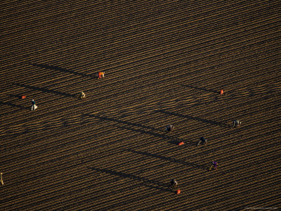Break of Dawn Casts Long Shadows of Potato Harvesters