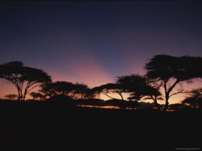 Buy Acacia Trees Silhouetted Against a Twilit Sky at AllPosters.com