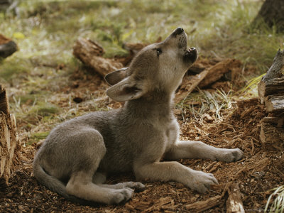 Buy Ten-Week-Old Gray Wolf Pup, Canis Lupus, Howls at AllPosters.com