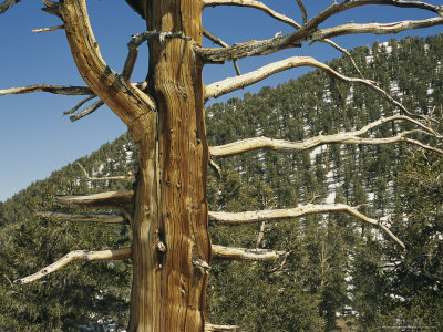 Bristlecone Pine Grove, Earth's Oldest Living Things
