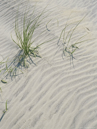 Buy Animal Tracks on the Sand Dunes at AllPosters.com