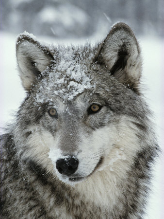 Buy Dusting of Snow Lies on the Face of a Gray Wolf, Canis Lupus at AllPosters.com
