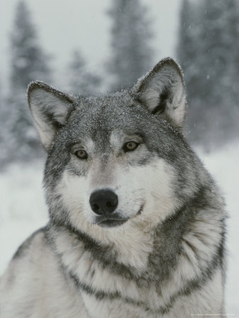 Buy Portrait of a Beautiful Gray Wolf, Canis Lupus, in the Snow at AllPosters.com