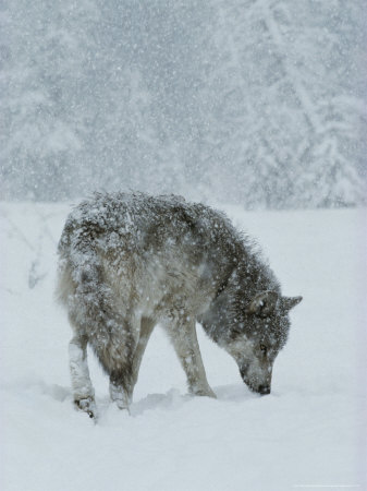Gray Wolf, Canis Lupus, Sniffs at the Ground During a Snowstorm
