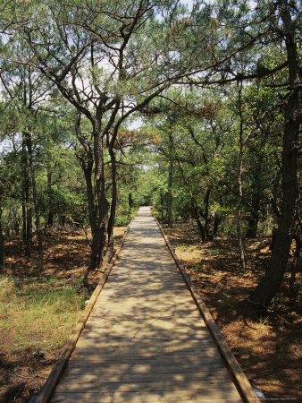 Buy Boardwalk in the Woods at a Wild Horse Reserve at AllPosters.com