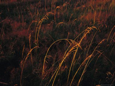 Grasses Glow Golden in Evening