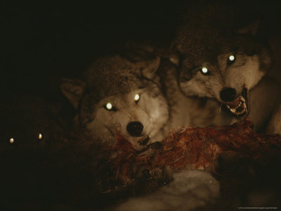 Buy Pack of Gray Wolves, Canis Lupus, Feast on a Deer Carcass at Night at AllPosters.com
