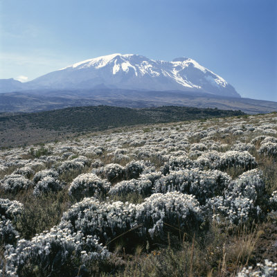 Buy Mount Kilimanjaro, the Breach Wall, as Seen From Shira Plateau at AllPosters.com