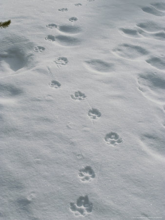 Gray Wolf, Canis Lupus, Tracks Head Across a Snowy Field