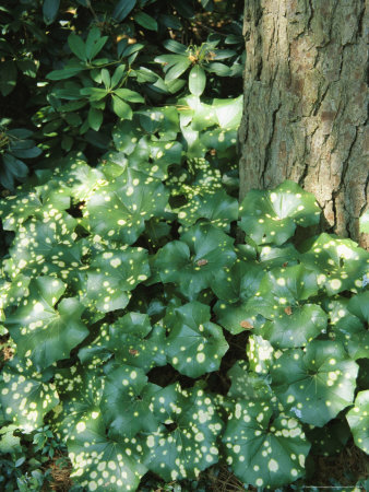 Buy Leafy Plants at the Base of a Tree at AllPosters.com