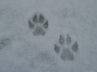 Pair of Gray Wolf, Canis Lupus, Tracks in Snow