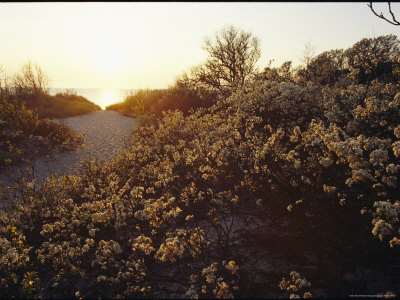 The Late Afternoon Sun Casts a Golden Glow Over a Scrub-Covered Dune