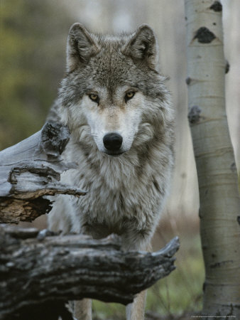 Buy Beautiful Portrait of a Gray Wolf, Canis Lupus at AllPosters.com