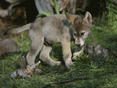 Buy An Eight-Week-Old Gray Wolf Pup, Canis Lupus, Explores a Grassy Area at AllPosters.com