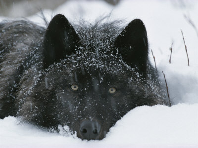 Buy Covered with Snow Flakes, a Gray Wolf, Canis Lupus, Rest in More Snow at AllPosters.com
