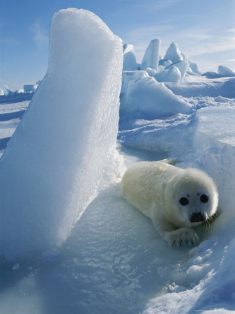 Baby Harp Seal Lies Beside a Block of Ice