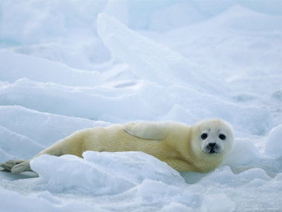 Harp Seal Pup Lies Upon the Ice