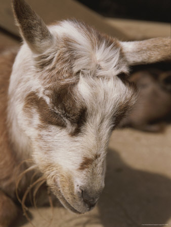 Buy Sleeping Goat at AllPosters.com