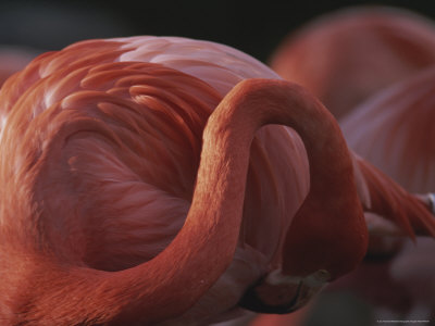 Buy Preening Flamingo at AllPosters.com