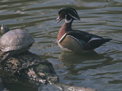 Buy Male Wood Duck Quacks at a Turtle Sunning Itself on a Log at AllPosters.com