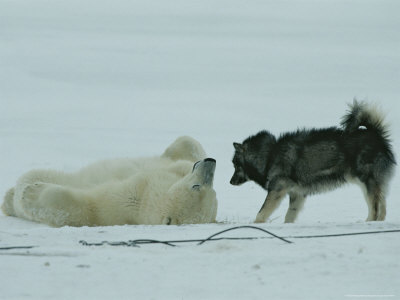 Buy Polar Bear Lolls on His Back While a Husky Looks On at AllPosters.com