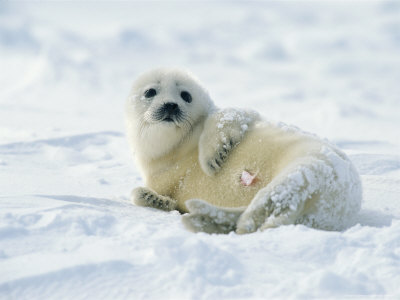 Harp Seal Pup Lies in the Snow
