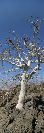 Buy Close View of a Tree at AllPosters.com