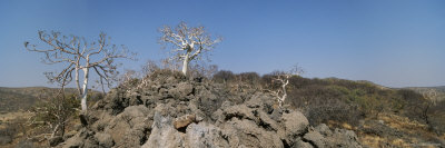 Buy Trio of Trees Among the Rock in Namibia at AllPosters.com