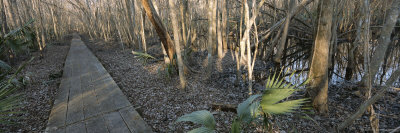 Buy Wood Planked Pathway Cuts Through the Woods Along the Water's Edge at AllPosters.com