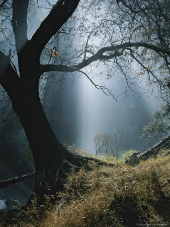Buy Sunlight Beams Through the Treetops in the Forest at AllPosters.com