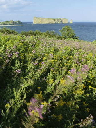 Wildflowers in Bloom Along a Seaside Cliff