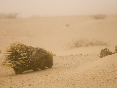 Porcupine in Coastal Fog, Kaokoveld, Namib Desert