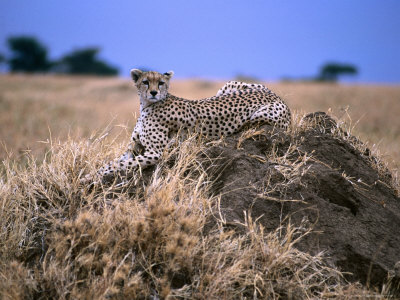 Cheetah Sitting on Termite Mound