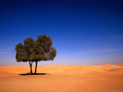 Lone Ghaf Tree Growing in the Sand of the Empty Quarter