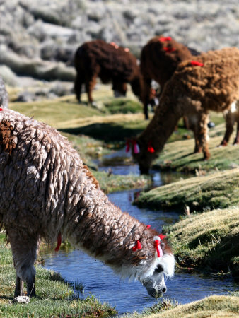 Alpacas - Buy at Art.com