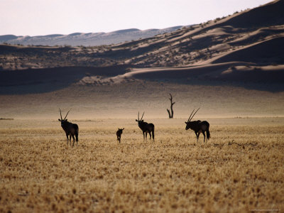 Gemsboks