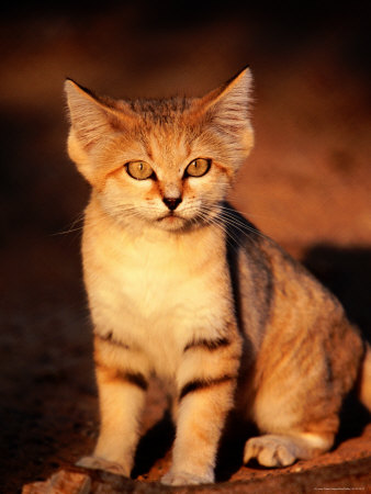 Sand Cat at the Breeding Centre for Endangered Arabian Wildlife