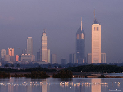 Waterbirds at the Khor Dubai Wildlife Sanctuary on Dubai Creek