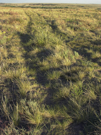 Oregon Trail Tracks Heading West from Fort Laramie, Wyoming, Also the Route to California