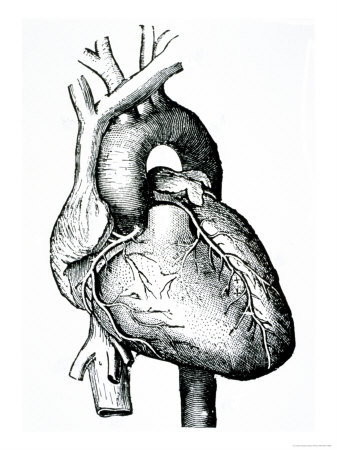 Woher Kommt Die Herzform