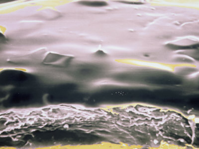 Fingernail Clipping Sem with Nail Polish 105X