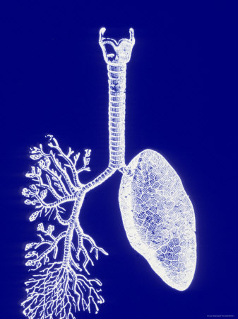 Lungs, White on Blue Background