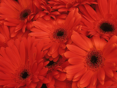 Gerbera Daises Old World Showy Flower