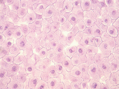 Whitefish Mitosis Photomicrograph X400