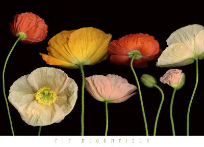 Poppy Garden I
