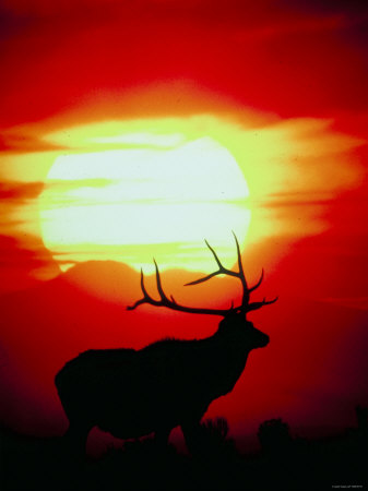 Silhouette of Elk Standing in Field at Sunset