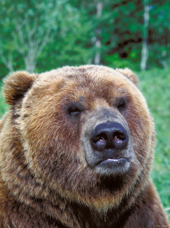 Disgruntled Grizzly Bear in Forest