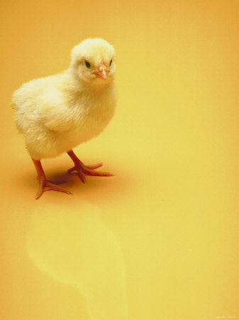Adorable Baby Chick Standing on Yellow Background Poster