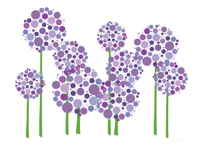 Purple Allium